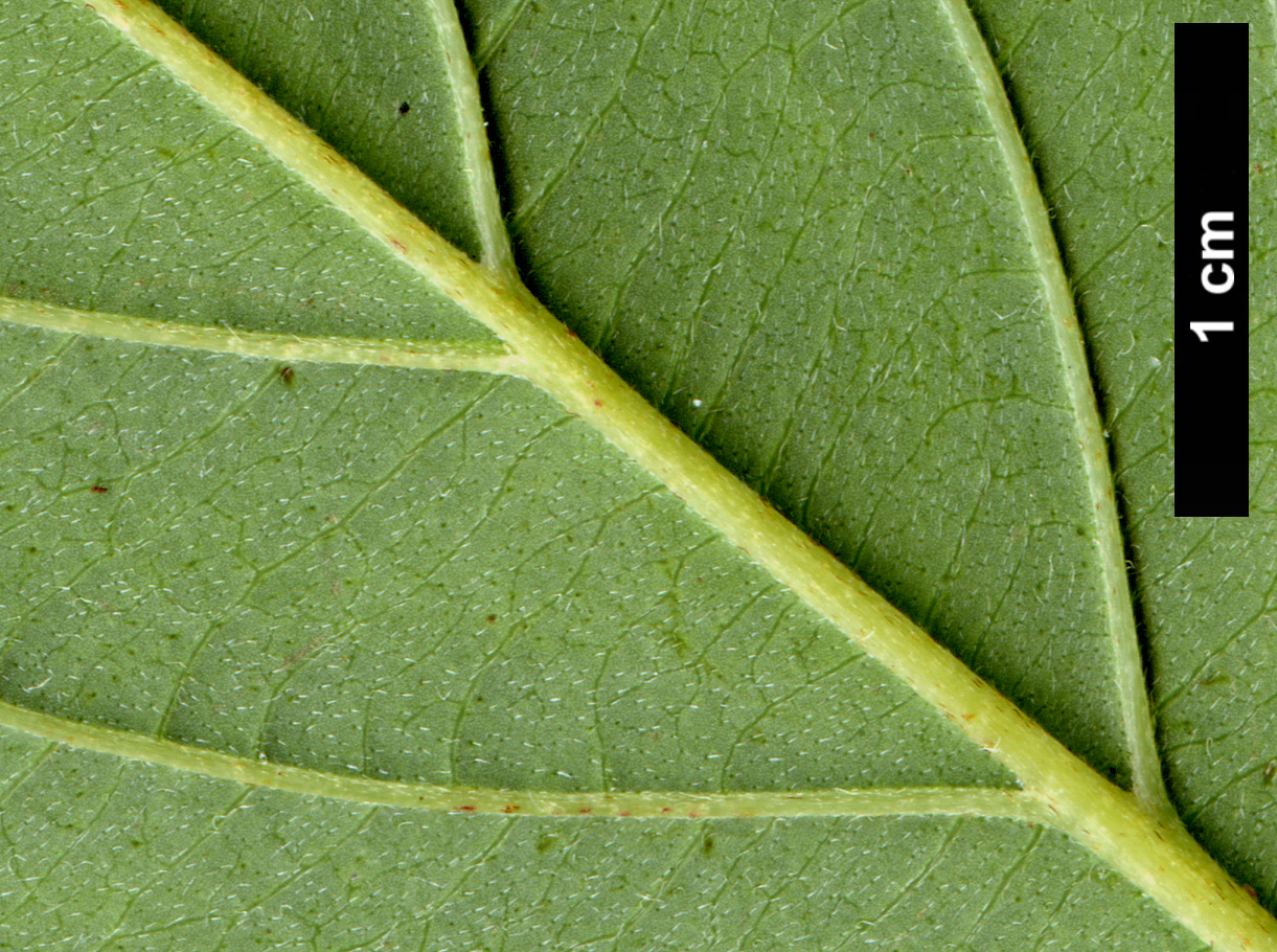 High resolution image: Family: Cornaceae - Genus: Cornus - Taxon: ×dunbarii (C.asperifolia × C.macrophylla)